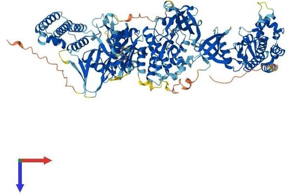 JAK3 Protein (AA 1-1124) (His tag)