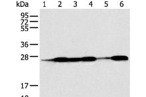Western blot analysis of Human fetal muscle tissue HEPG2 Jurkat Hela A431 and A549 cell using BAG2 Polyclonal Antibody at dilution of 1:550 (BAG2 antibody)