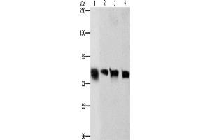 Western Blotting (WB) image for anti-K-Cadherin (CDH6) antibody (ABIN2422725)