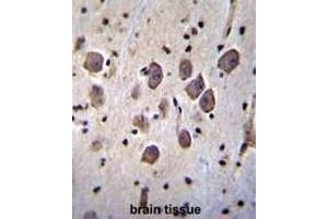 ANKRD34C Antibody (C-term) immunohistochemistry analysis in formalin fixed and paraffin embedded human brain tissue followed by peroxidase conjugation of the secondary antibody and DAB staining. (ANKRD34C antibody  (C-Term))