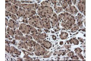 Image no. 2 for anti-Host Cell Factor C2 (HCFC2) antibody (ABIN1498601) (HCFC2 antibody)