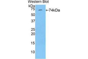 Western blot analysis of the recombinant protein. (FBLN4 antibody  (AA 26-443))