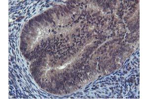 Image no. 3 for anti-Cystatin SA (CST2) antibody (ABIN1497759) (CST2 antibody)