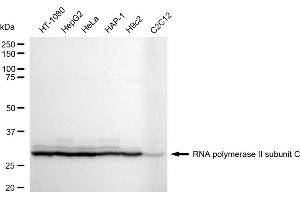anti-RNA Polymerase II (Subunit C) antibody