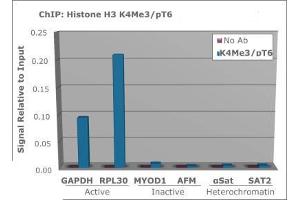 Chromatin Immunoprecipitation of Rabbit Anti Histone H3 [Trimethyl Lys4, p Thr6] Antibody - Chromatin from one million formaldehyde cross-linked Hela cells was used with 2 μg of Anti-Histone H3 K4me3pT6 was used to IP DNA from fixed Hela cells alongside a no antibody (No Ab) control, DNA was measured by qRT-PCR and normalized to total input (input=1). (Histone 3 antibody  (H3K4me3, pThr6))