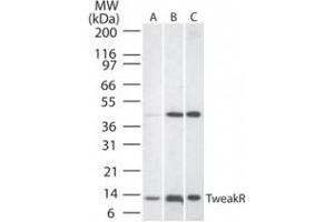 Western Blotting (WB) image for anti-Tumor Necrosis Factor Receptor Superfamily, Member 12A (TNFRSF12A) (AA 104-118) antibody (ABIN490868) (TNFRSF12A antibody  (AA 104-118))