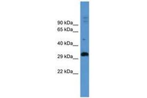 Image no. 1 for anti-Adenosine A2b Receptor (ADORA2B) (AA 233-282) antibody (ABIN6746722) (Adenosine A2b Receptor antibody  (AA 233-282))