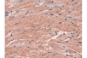 DAB staining on IHC-P; Samples: Mouse Heart Tissue (INSL5 antibody  (AA 23-135))