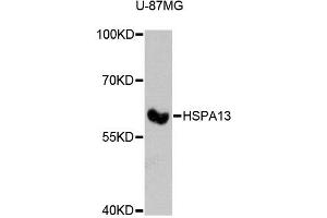 Western blot analysis of extracts of U-87MG cells, using HSPA13 antibody (ABIN5972275) at 1:3000 dilution. (HSPA13 antibody)