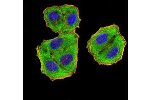 Immunocytochemistry (ICC) image for anti-Eukaryotic Translation Initiation Factor 5 (EIF5) (AA 1-300) antibody (ABIN5865324) (EIF5 antibody  (AA 1-300))