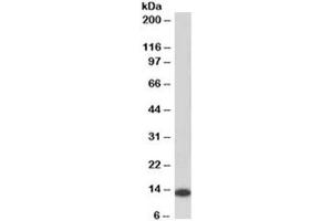 Western blot testing of human Daudi lysate with MIF antibody at 0. (MIF antibody  (Biotin))