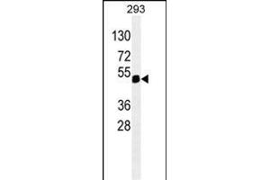 X6 ABIN659068 western blot analysis in 293 cell line lysates (35 μg/lane). (PAX6 antibody)