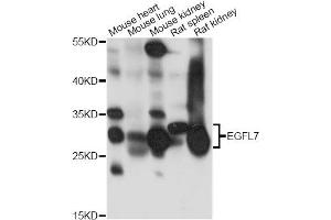 Western blot analysis of extracts of various cell lines, using EGFL7 antibody. (EGFL7 antibody)