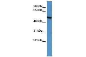 CERKL antibody used at 0. (CERKL antibody  (C-Term))