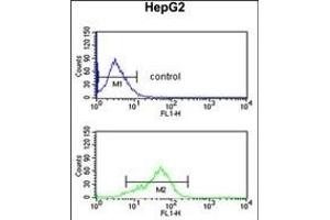 BANK1 Antibody (Center) (ABIN652611 and ABIN2842409) flow cytometric analysis of HepG2 cells (bottom histogram) compared to a negative control cell (top histogram). (BANK1 antibody  (AA 119-146))