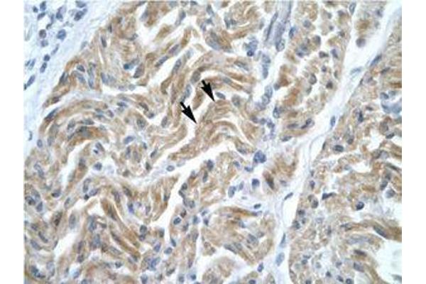 NFYA antibody  (C-Term)