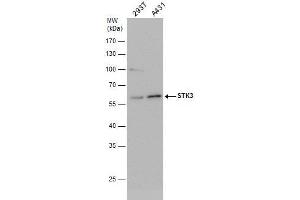 WB Image STK3 antibody detects STK3 protein by western blot analysis. (STK3 antibody)
