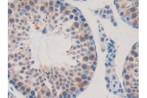 Immunohistochemistry (IHC) image for anti-Guanine Nucleotide Binding Protein (G Protein), gamma 8 (GNG8) (AA 1-70) antibody (ABIN7443329)
