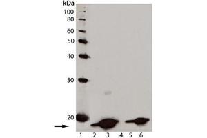 Western blot analysis of [pSer139] Histone H2AX, mAb (9F3) : Lane 1: MW marker, Lane 2: Jurkat cell lysate, Lane 3: Jurkat cell lysate treated with staurosporine, Lane 4: 3T3 cell lysate, Lane 5: CHO-K1 cell lysate, Lane 6: Rat-2 cell lysate. (H2AFX antibody  (pSer139))