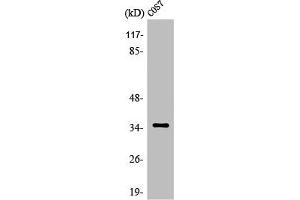 OR52E1 antibody  (Internal Region)