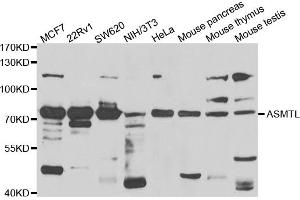 Western blot analysis of extracts of various cell lines, using ASMTL antibody (ABIN5975463) at 1/1000 dilution. (ASMTL antibody)