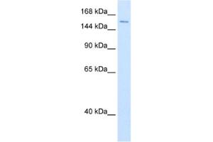 Western Blotting (WB) image for anti-ATP-Dependent RNA Helicase A (DHX9) antibody (ABIN2461336) (DHX9 antibody)