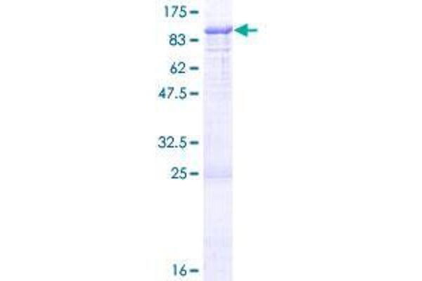 COLEC12 Protein (AA 1-622) (GST tag)