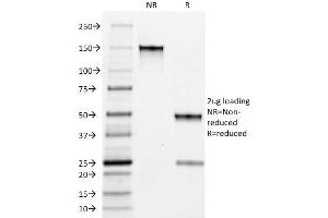 SDS-PAGE Analysis Purified Myeloid Specific Monoclonal Antibody (BM-1). (Myeloid Cell Marker (Macrophage / Granulocyte Marker) antibody)