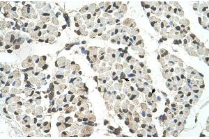 Human Muscle (PSD3 antibody  (Middle Region))