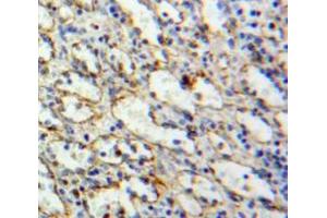 IHC-P analysis of Spleen tissue, with DAB staining. (TLR10 antibody  (AA 617-784))