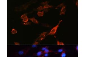 Immunofluorescence analysis of NIH-3T3 cells using CD98 Polyclonal Antibody at dilution of 1:100 (40x lens). (SLC3A2 antibody)