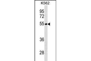 TES Antibody (N-term) (ABIN1881876 and ABIN2838887) western blot analysis in K562 cell line lysates (35 μg/lane). (TES antibody  (N-Term))