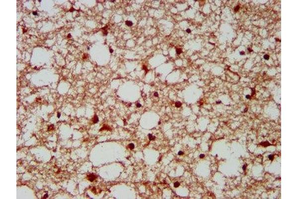 GBX2 antibody  (AA 65-248)