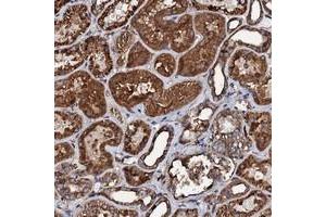 Immunohistochemical staining of human kidney with INTS10 polyclonal antibody  shows strong cytoplasmic and membranous positivity in tubular cells at 1:1000-1:2500 dilution.
