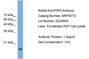 WB Suggested Anti-POP5  Antibody Titration: 0. (POP5 antibody  (Middle Region))