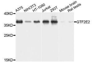 Western blot analysis of extracts of various cell lines, using GTF2E2 antibody (ABIN5995845) at 1/1000 dilution. (GTF2E2 antibody)