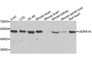 Western blot analysis of extracts of various cell lines, using ADRA1A antibody. (alpha 1 Adrenergic Receptor antibody  (AA 346-475))