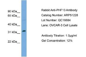WB Suggested Anti-PHF13  Antibody Titration: 0. (PHF13 antibody  (Middle Region))
