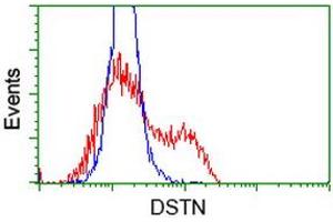 HEK293T cells transfected with either RC203419 overexpress plasmid (Red) or empty vector control plasmid (Blue) were immunostained by anti-DSTN antibody (ABIN2454393), and then analyzed by flow cytometry. (Destrin antibody)