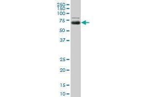 MGAT4A monoclonal antibody (M01), clone 8C5. (MGAT4A antibody  (AA 436-535))