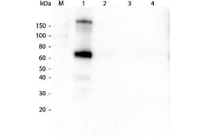Western Blotting (WB) image for Goat anti-Monkey IgM (Chain mu) antibody - Preadsorbed (ABIN102648)