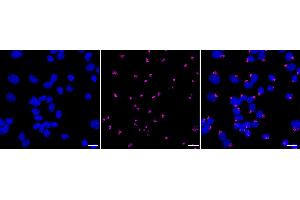 Immunocytochemical staining of Hela cells with Golgi reassembly stacking protein 1 antibody (ABIN7798795), 1:1,000).