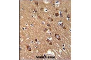 SYT13 Antibody (N-term) (ABIN651673 and ABIN2840354) immunohistochemistry analysis in formalin fixed and paraffin embedded human brain tissue followed by peroxidase conjugation of the secondary antibody and DAB staining. (SYT13 antibody  (N-Term))