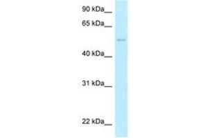 Image no. 1 for anti-Histidyl-tRNA Synthetase 2, Mitochondrial (Putative) (HARS2) (AA 383-432) antibody (ABIN6747895) (HARS2 antibody  (AA 383-432))