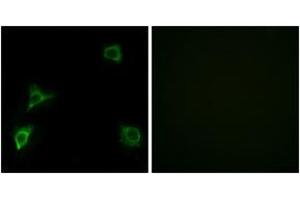 Immunofluorescence (IF) image for anti-Glutamate Receptor, Ionotropic, delta 2 (GRID2) (AA 831-880) antibody (ABIN2889966)