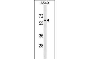 Western blot analysis in A549 cell line lysates (35ug/lane). (TRAM1L1 antibody  (C-Term))