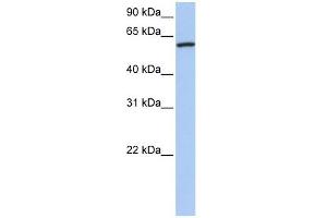 Cortactin antibody used at 1 ug/ml to detect target protein. (Cortactin antibody  (N-Term))