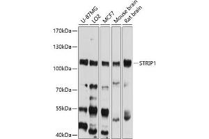 Western blot analysis of extracts of various cell lines, using STRIP1 antibody (ABIN6133290, ABIN6148641, ABIN6148642 and ABIN6214552) at 1:1000 dilution. (STRIP1 antibody  (AA 743-837))