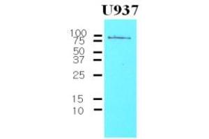 Western Blotting (WB) image for anti-CD44 (CD44) (AA 21-145) antibody (ABIN263995) (CD44 antibody  (AA 21-145))