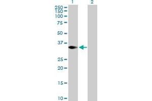 Western Blot analysis of TRIM4 expression in transfected 293T cell line by TRIM4 MaxPab polyclonal antibody.